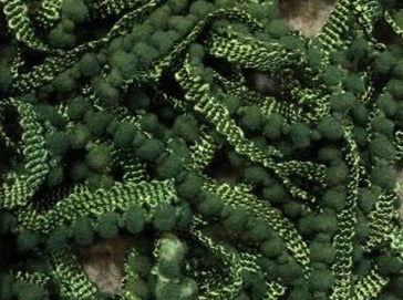 Lush Lawn Pom Pom Trim by Lady Dot Creates