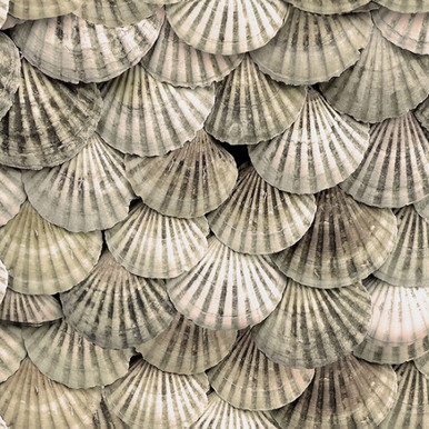 Hoffman All Hands on Deck Seashells Shells U5149-546 Digital | SOLD BY THE HALF-YARD