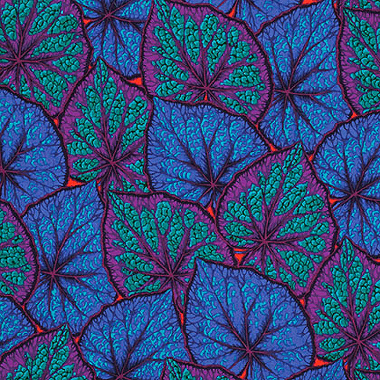 Begonia PWPJ018.COBAL Cobalt